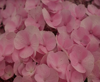 Hortensie (Hydrangea 'Sturdy Nanping')
