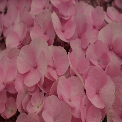 Hortensia (Hydrangea 'Sturdy Nanping')