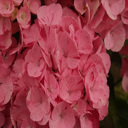Hydrangea macr. Hov. 'Sweet Fantasy Pink'