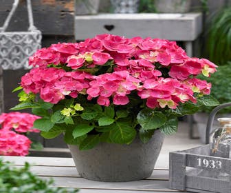 Hortensie Rot (Hydrangea 'Forever&Ever')