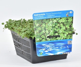 Wassernabel (Hydrocotyle novae-zelandiae)