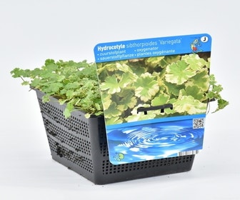 Buntblättrige Wassernabel (Hydrocotyle sib. 'Variegata')