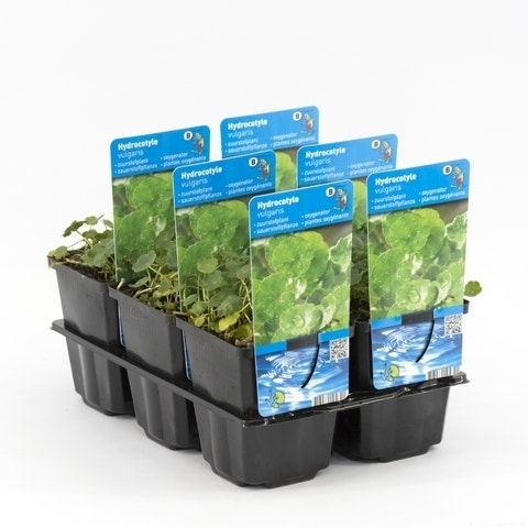 Hydrocotyle vulgaris