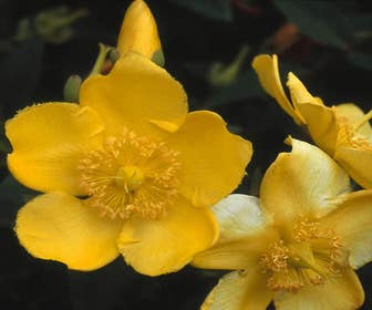 Herbst-Johanniskraut (Hypericum 'Hidcote')
