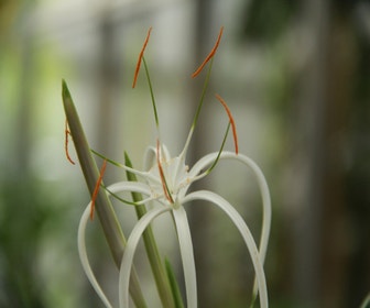 Spinnenlilie (Hymenocallis harrisiana)