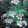 Hortensie (Hydrangea serrata 'Bluebird')