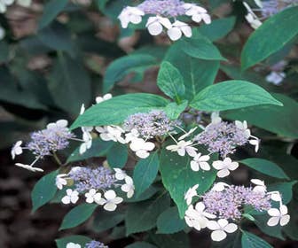 Hortensie (Hydrangea serrata 'Bluebird')