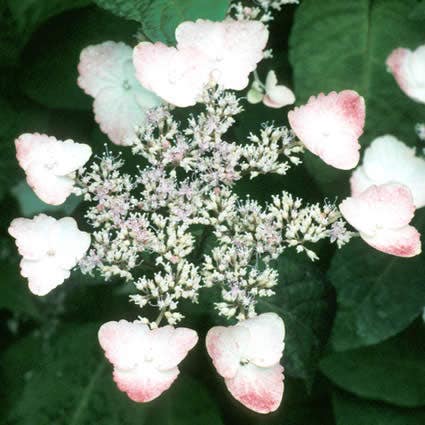 Hortensia (Hydrangea serrata 'Intermedia')