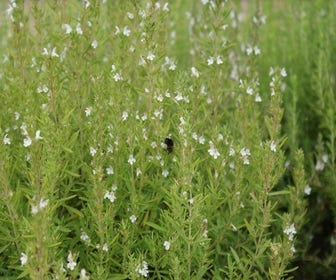 Ysop (Hyssopus officinalis) BIO