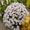 Schrägkelch/Schrägblüte (Iberis sempervirens 'Masterpiece')