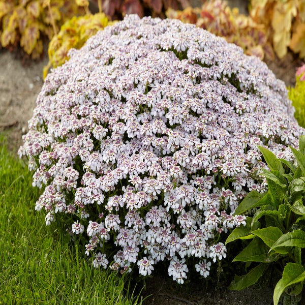 Schrägkelch/Schrägblüte (Iberis sempervirens 'Pink Ice')