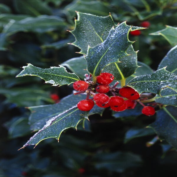 Stechpalme als Baum (Ilex aquifolium 'Alaska')