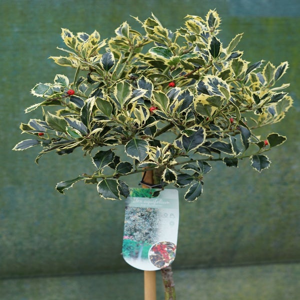 Hulst op stam (Ilex 'Argentea Marginata')