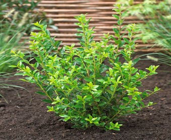 Japanische Stechpalme (Ilex maximowicziana 'Kanehirae')