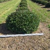 Stechpalme als Kugelform (Ilex aquifolium)