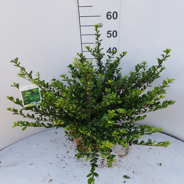 Japanische Stechpalme (Ilex crenata 'Glory Gem')