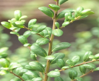 Chinesische Stechpalme (Ilex crenata 'Convexa')