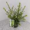 Japanische Stechpalme (Ilex crenata 'Green Hedge')