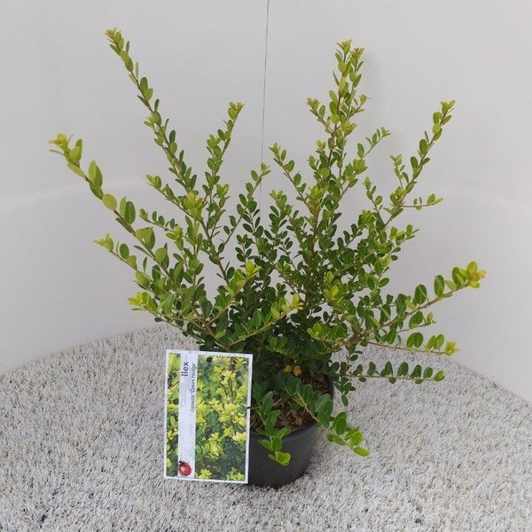 Japanische Stechpalme (Ilex crenata 'Green Hedge')