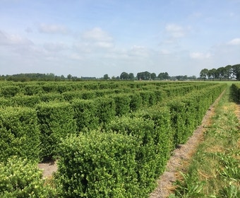 Japanische Stechpalme als Heckenelement (Ilex crenata)