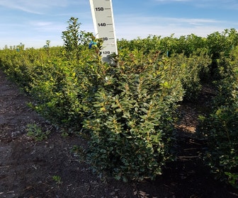 Stechpalme (Ilex meserveae 'Heckenpracht')