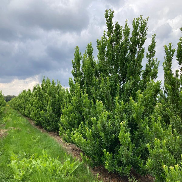 Japanische Stechpalme (Ilex maximowicziana 'Kanehirae')