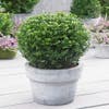 Japanische Stechpalme in Kugelform (Ilex crenata 'Dark Green')