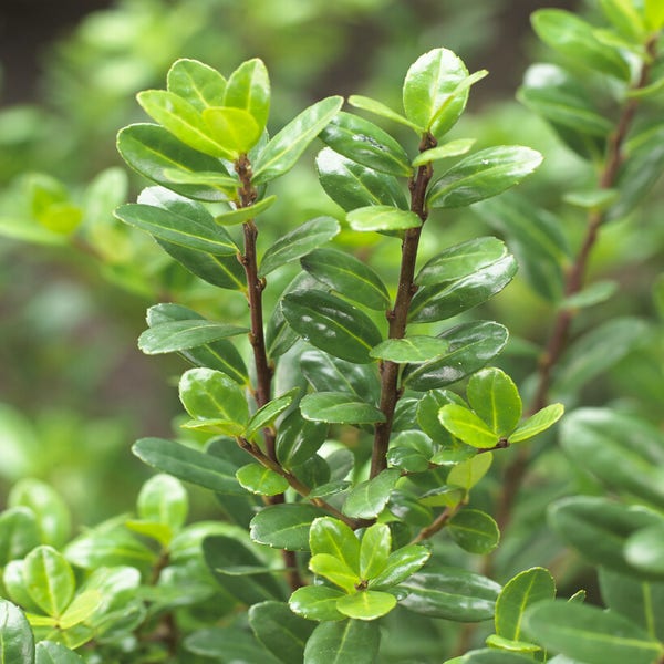 Japanische Stechpalme (Ilex crenata 'Caroline Upright')