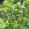 Japanische Stechpalme (Ilex crenata 'Caroline Upright')