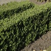 Japanische Stechpalme (Ilex crenata 'Dark Green')