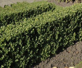 Japanische Stechpalme (Ilex crenata 'Dark Green')