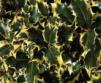 Stechpalme (Ilex aquifolium 'Madame Briot')