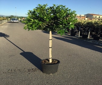 Stechpalme auf Stamm (Ilex 'Nellie R Stevens')