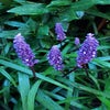 Liliengras (Liriope muscari 'Big Blue')