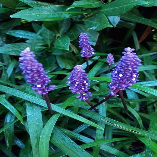 Liliengras (Liriope muscari 'Big Blue') BIO