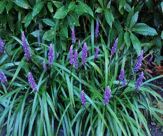 Liliengras (Liriope muscari 'Big Blue') BIO