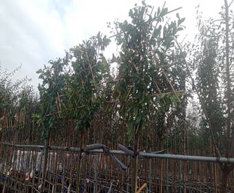 Spalierlorbeer (Prunus laurocerasus 'Novita') EXTRA GÜNSTIG