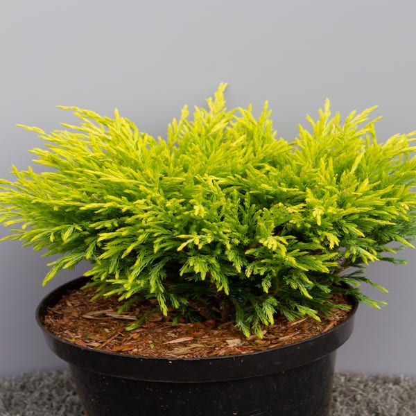 Wacholder (Juniperus horizontalis 'Limeglow')