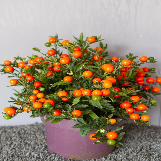 Orangenbaum (Solanum pseudocapsicum)