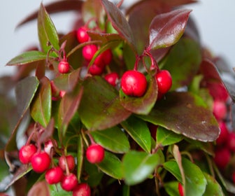 Bergtee / Schneebeere (Gaultheria procumbens)