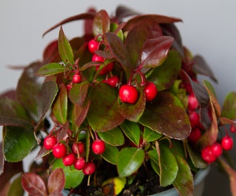 Bergtee / Schneebeere (Gaultheria procumbens)