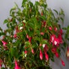 Glockenblume (Fuchsia 'Lady Thumb')