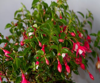 Glockenblume (Fuchsia 'Lady Thumb')