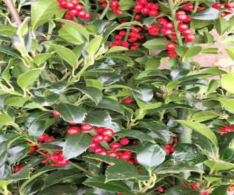 Stechpalme (Ilex meserveae 'Heckenfee')