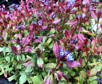 Bleikraut (Ceratostigma plumbaginoides)