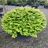 Rotbuche als Kugelform (Fagus sylvatica)