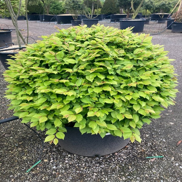 Beuk als bolvorm (Fagus sylvatica)
