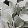 Kreuzkraut (Senecio candicans 'Angel Wings')