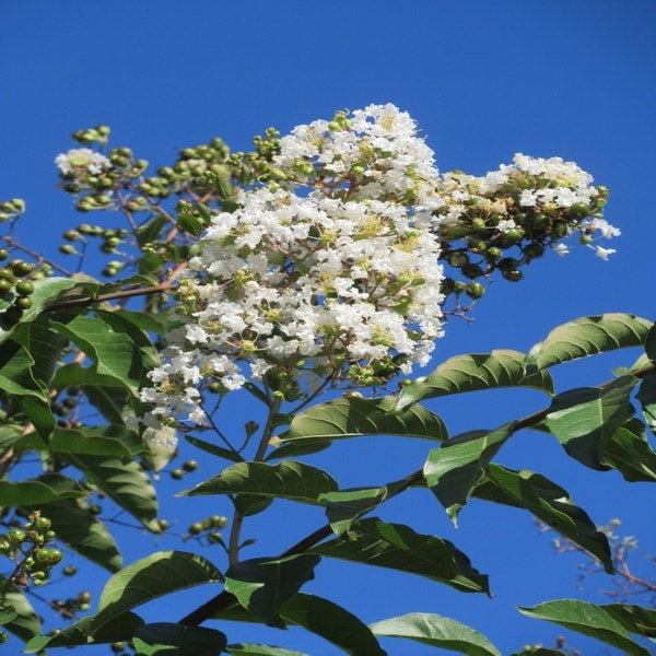 Weiße Lagerstroemia als Baum (Lagerstroemia indica)