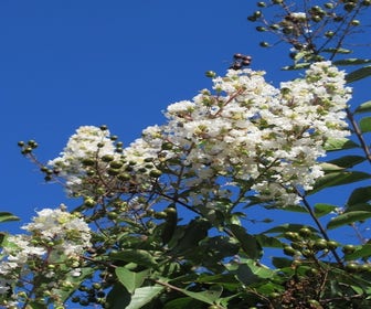 Lagerstroemia Halbstamm (Lagerstroemia indica 'Burgundy Cotton')